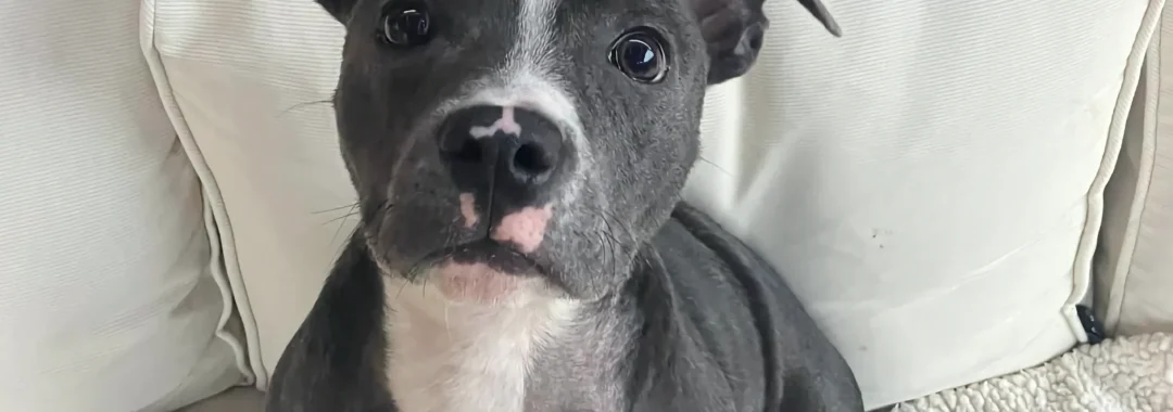 new apprentice Roxy