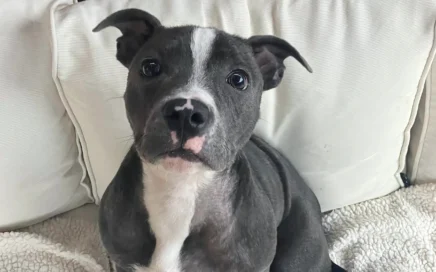 new apprentice Roxy